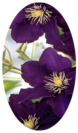 DNSBLUF 024 Purple Cylmaties